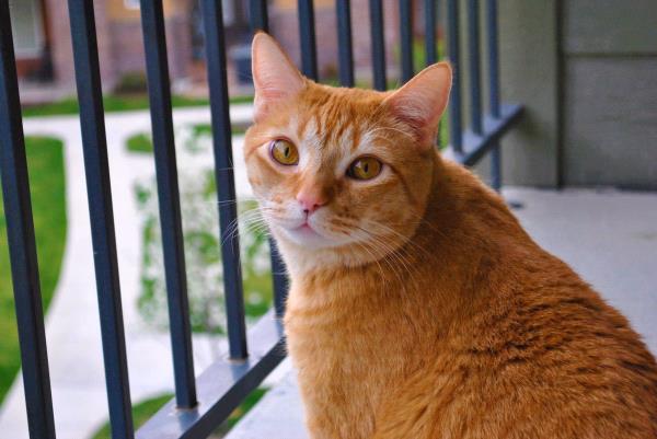 /Images/uploads/Humane Society of Utah/HSU2018/entries/3889thumb.jpg